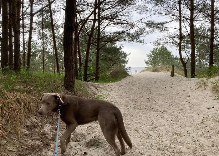 Duene 9 Mit Hund - Nur 80 M Vom Strand
