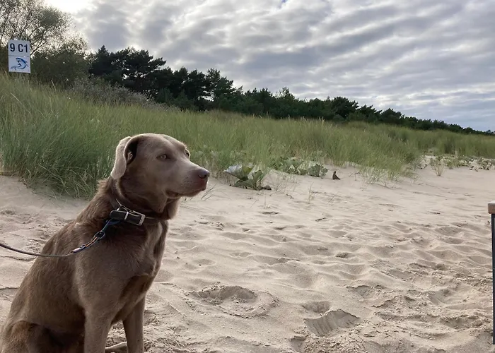 Duene 9 Mit Hund - Nur 80 M Vom Strand