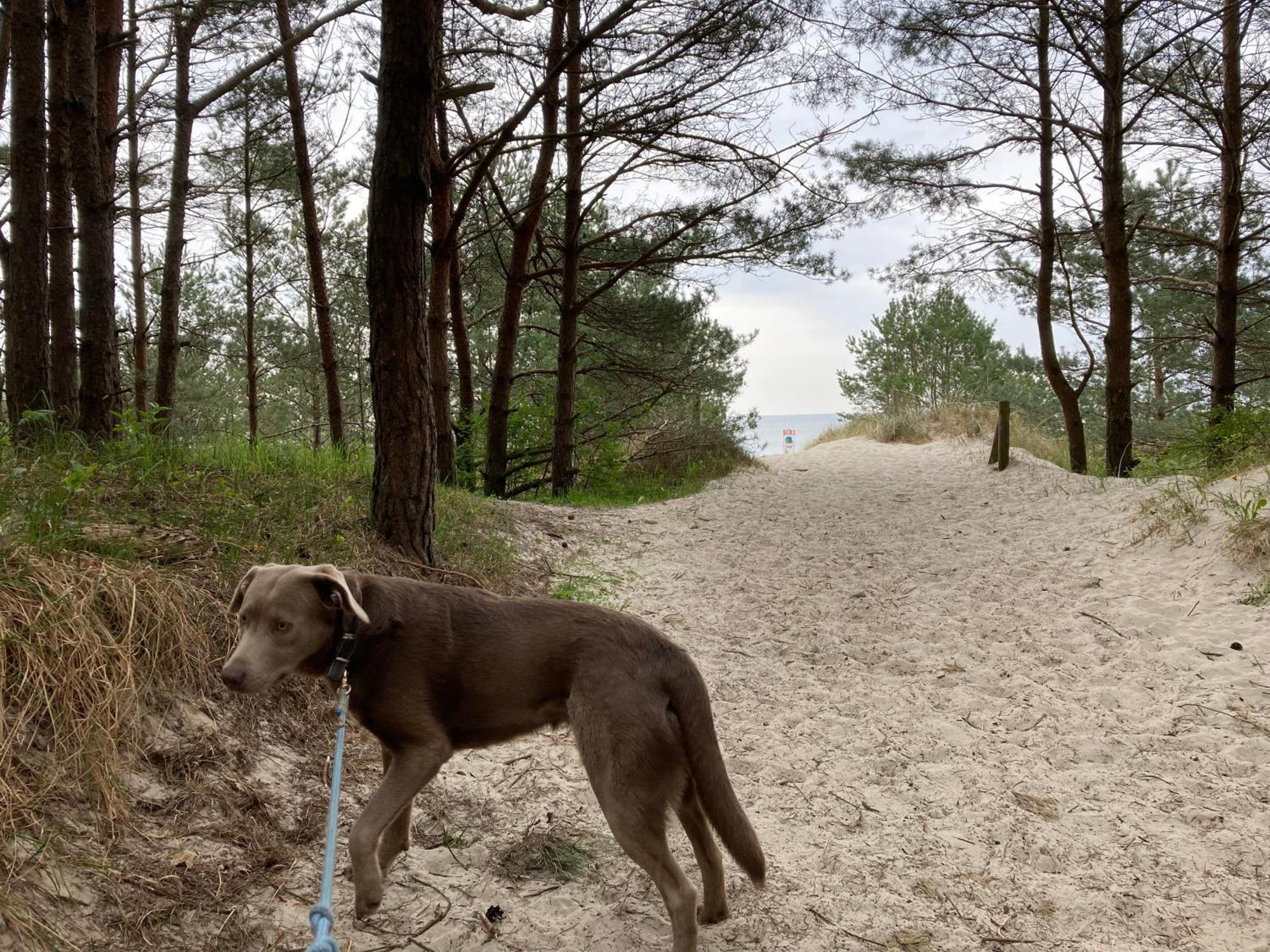 Apartment Duene 9 Mit Hund - Nur 80 M Vom Strand