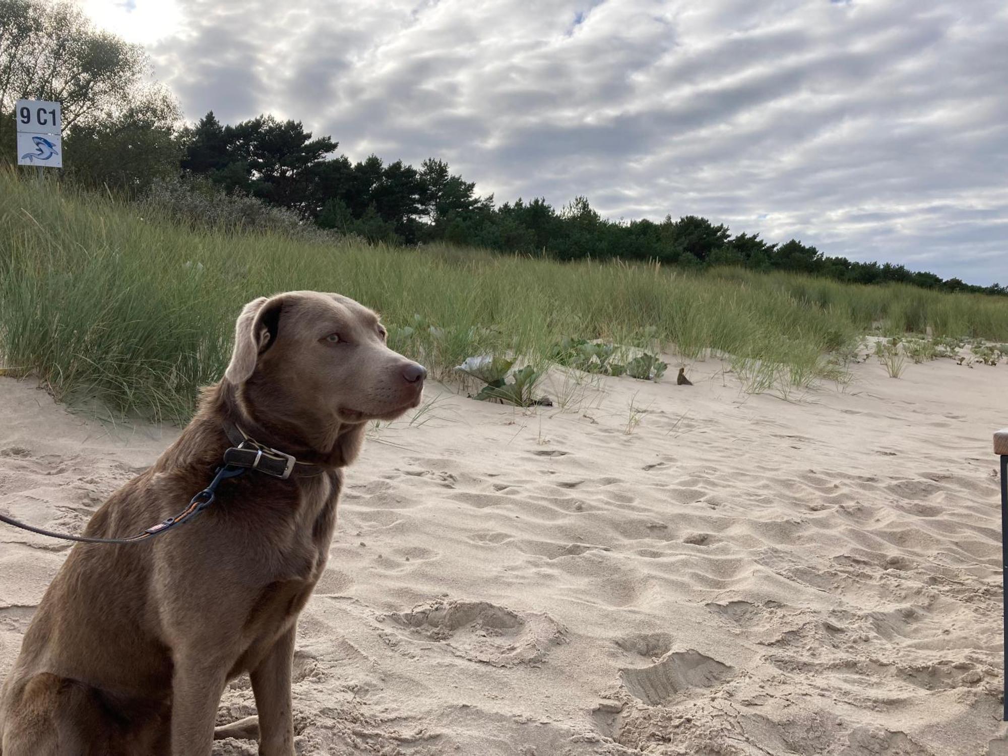 Duene 9 Mit Hund - Nur 80 M Vom Strand Karlshagen